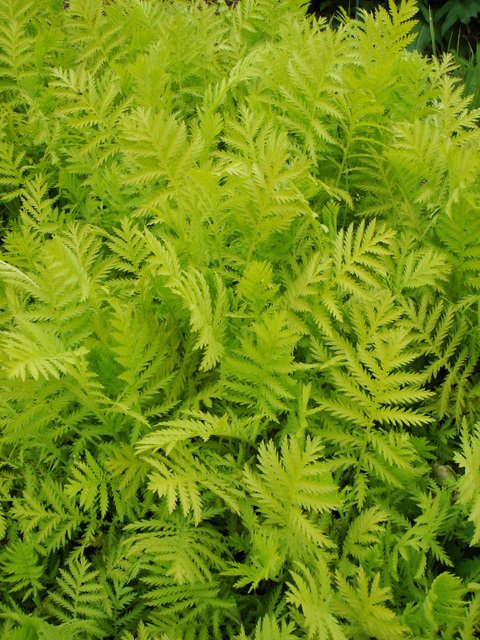 Tanacetum vulgare 'Isla Gold'